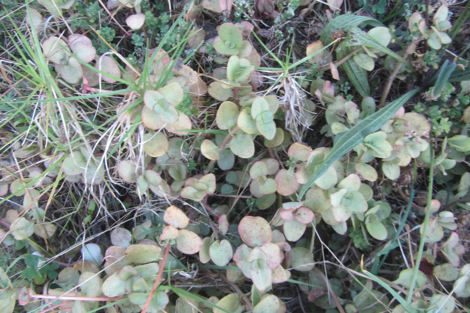 Fairy Crassula (Crassula Multicava) — Drought-tolerant once established, it thrives in well-drained soil and full to partial sun; scientifically known as