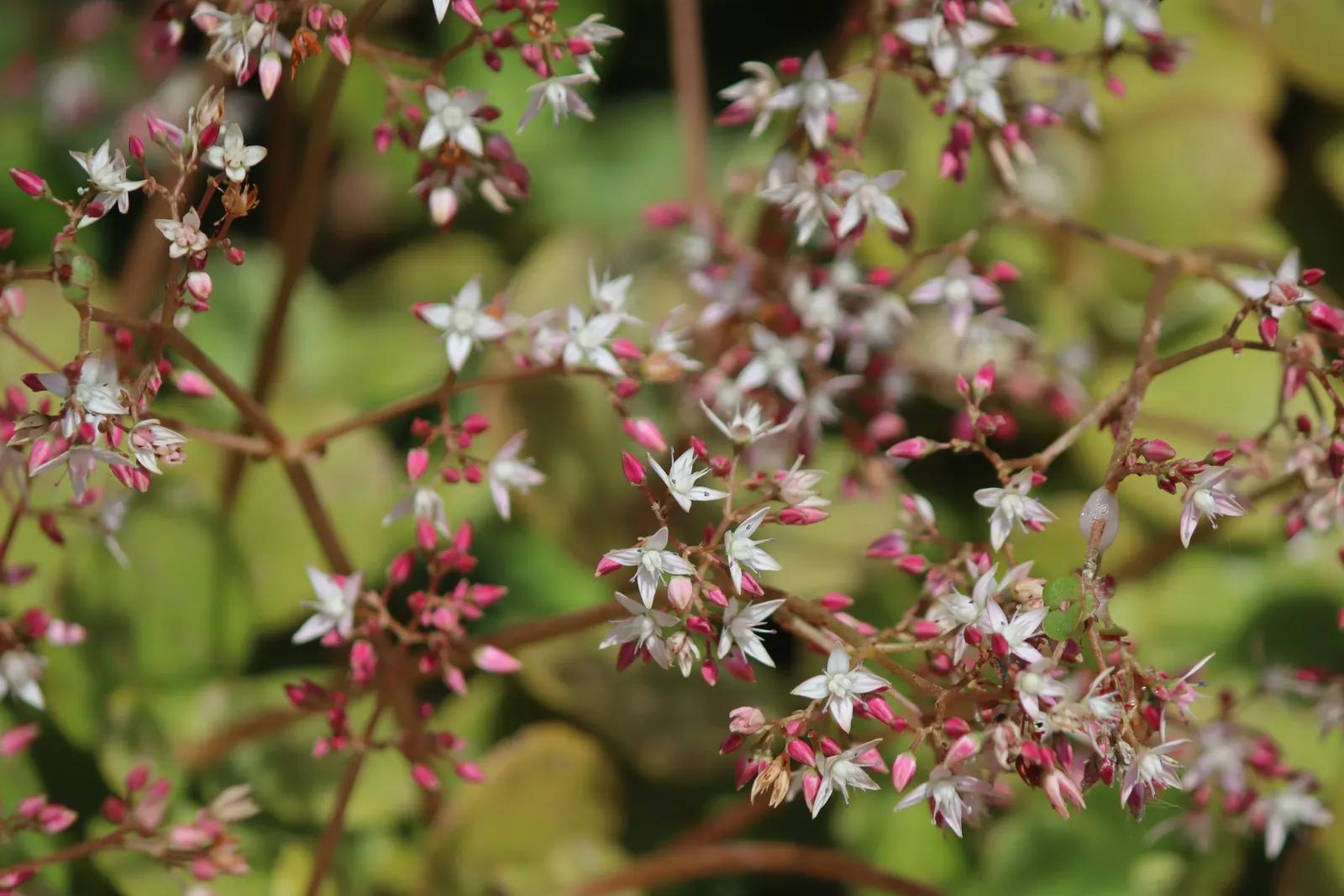 Fairy Crassula (Crassula Multicava) — Originating from South Africa; verdant appearance in any landscape