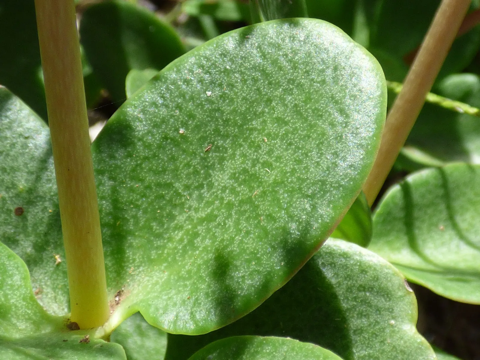 Fairy Crassula (Crassula Multicava) — Originating from South Africa