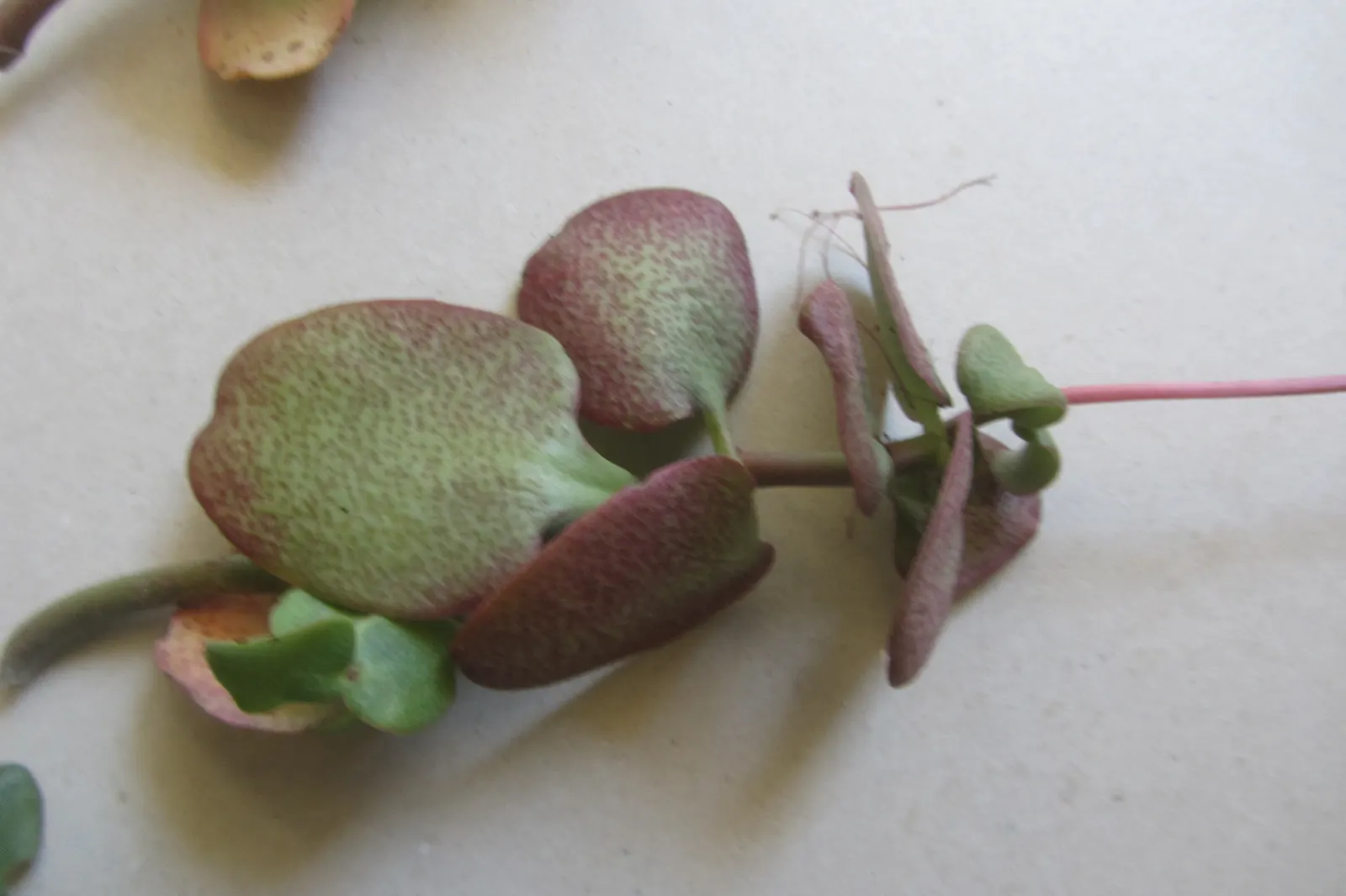 Fairy Crassula (Crassula Multicava) — With a height of 6 to 12 inches and a spread of 24 to 30 inches, its thick, flat leaves create a dense mat; creating a