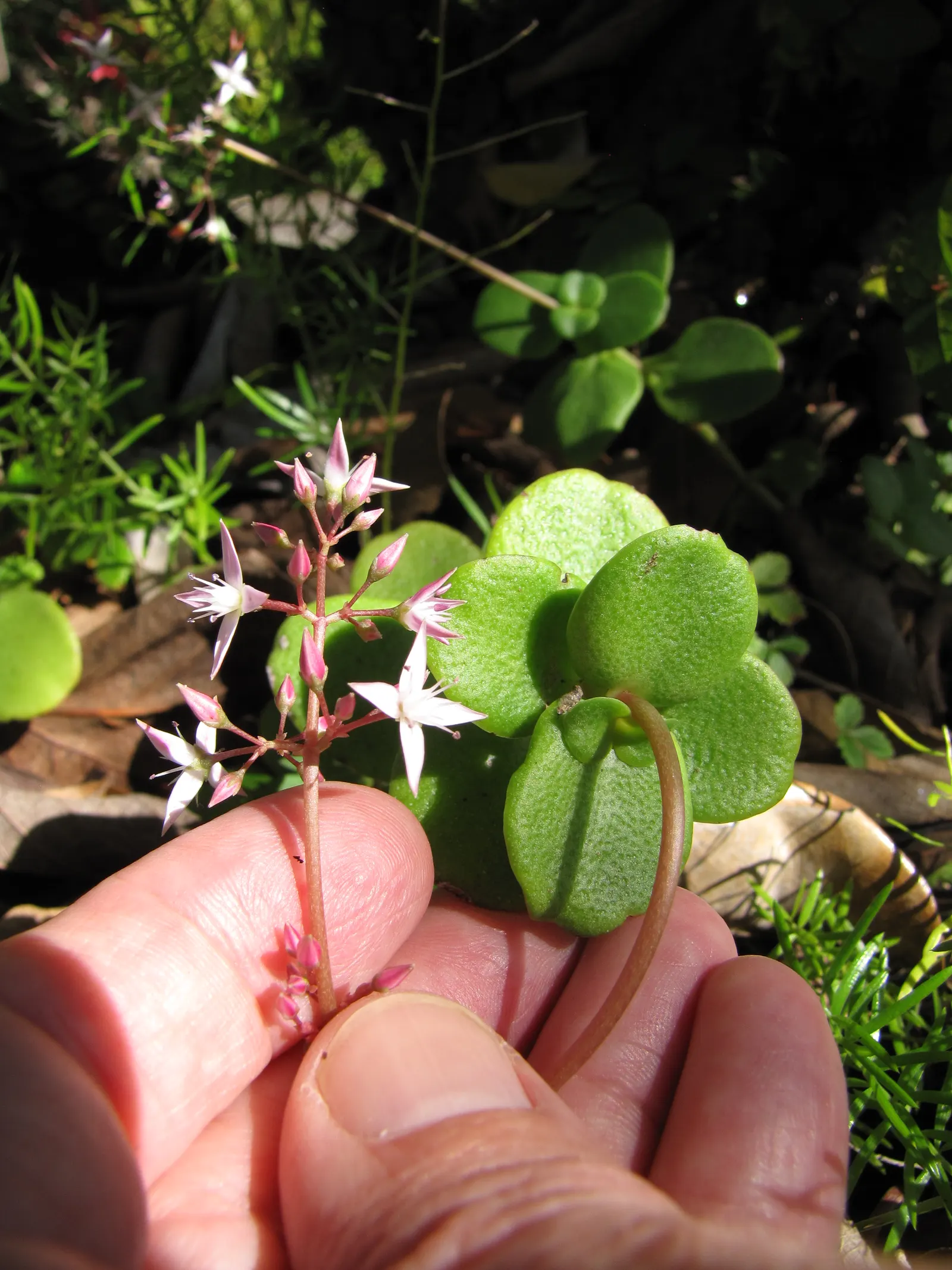 Fairy Crassula (Crassula Multicava) — including drought and poor soils; pink flowers in the garden