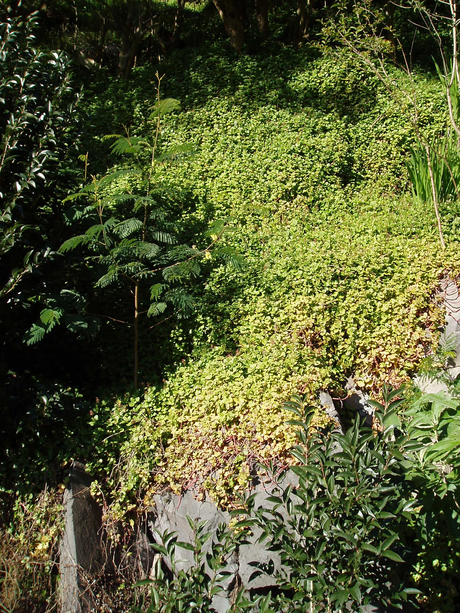 Fairy Crassula (Crassula Multicava) — generally needing about 1 inch per week