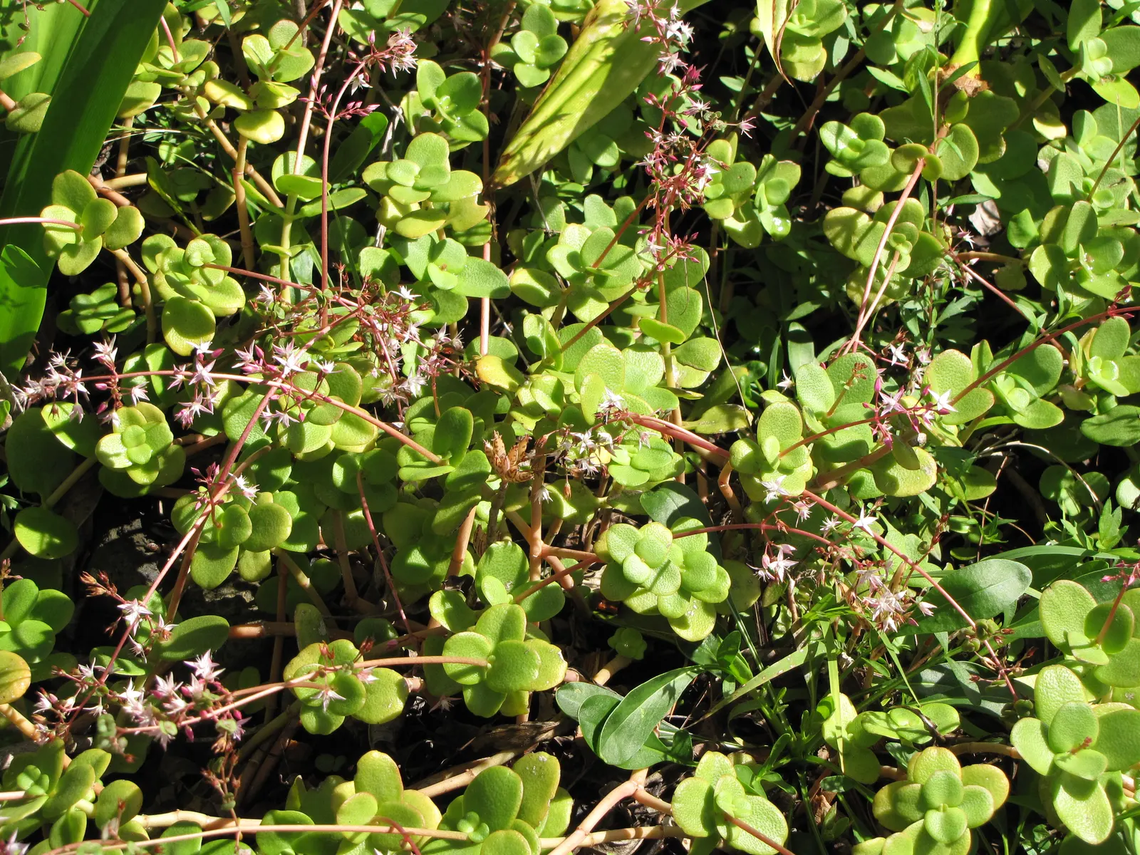 Fairy Crassula (Crassula Multicava) — it is highly tolerant of various conditions; star-shaped pink or white flowers bloom profusely in late winter to early