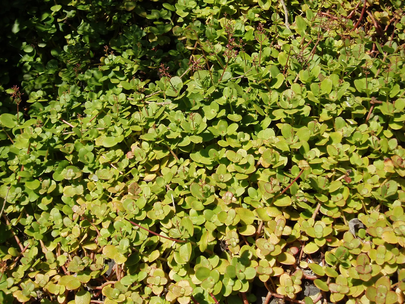 Fairy Crassula (Crassula Multicava) — ground cover / succulent with pink blooms