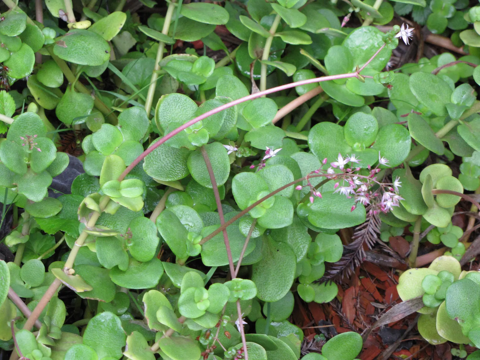 Fairy Crassula (Crassula Multicava) — giving it a dense matting appearance; with a height of 6 to 12 inches and a spread of 24 to 30 inches, its thick, flat