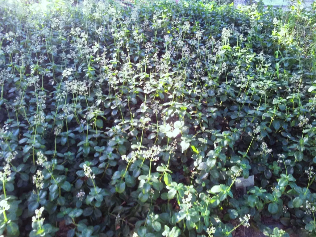 Fairy Crassula (Crassula Multicava) — is a versatile and low-maintenance succulent groundcover that provides a lush; it requires minimal water once established