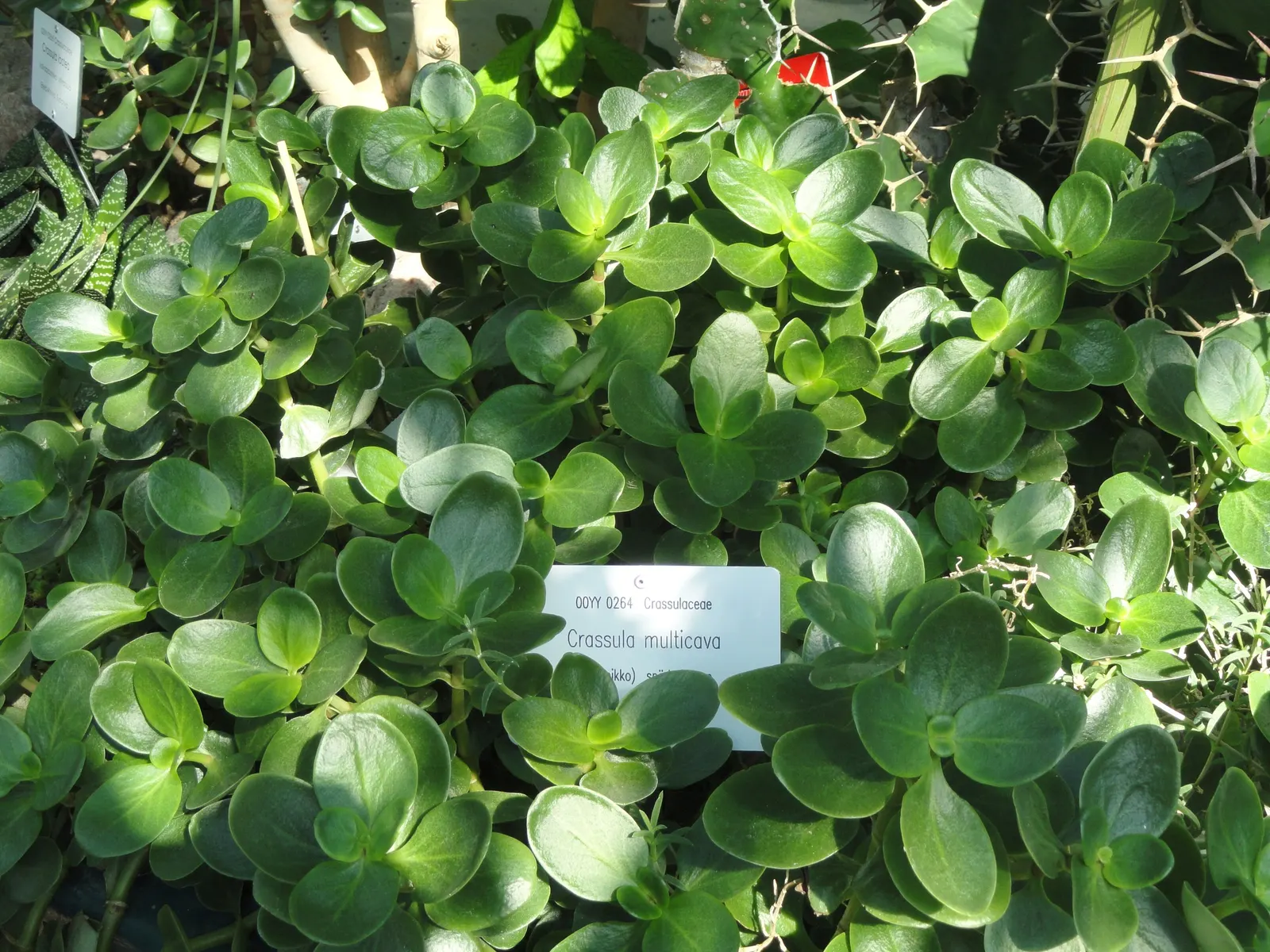 Fairy Crassula (Crassula Multicava) — scientifically known as Crassula multicava; while it thrives in well-drained soil
