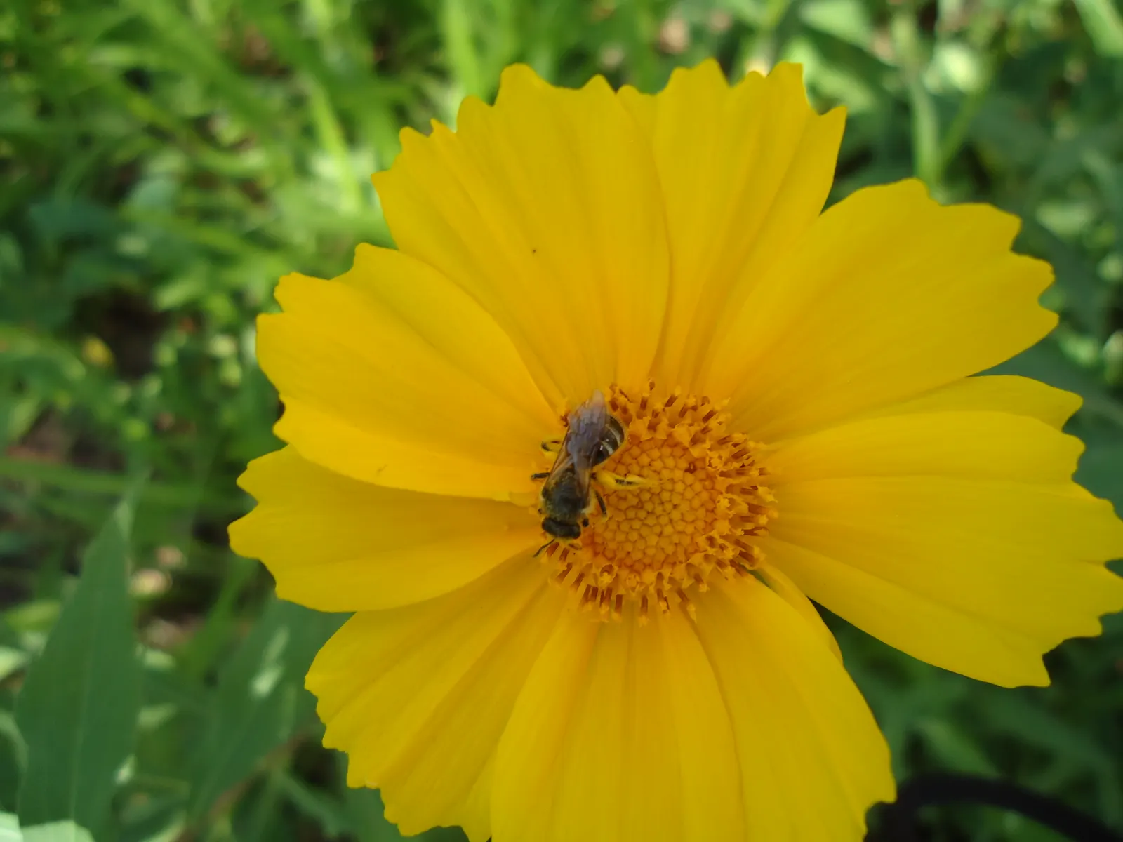 Tree Coreopsis (Coreopsis Gigantea) — It can reach up to 8 feet in height and boasts a succulent stem with long, narrow leaves