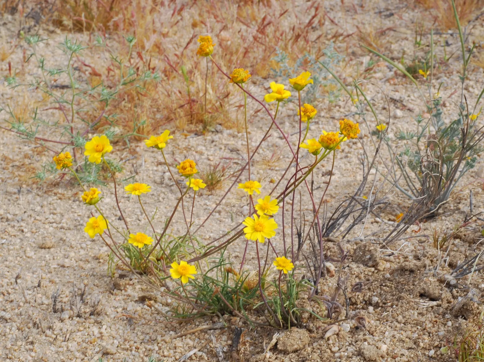 Tree Coreopsis (Coreopsis Gigantea) — is a perennial shrub native to California