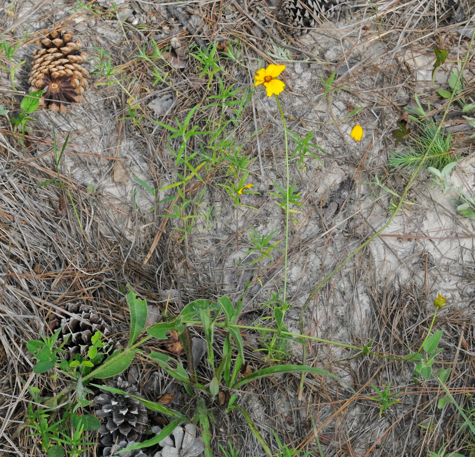 Tree Coreopsis (Coreopsis Gigantea) — also known as the Giant Coreopsis or Tree Coreopsis