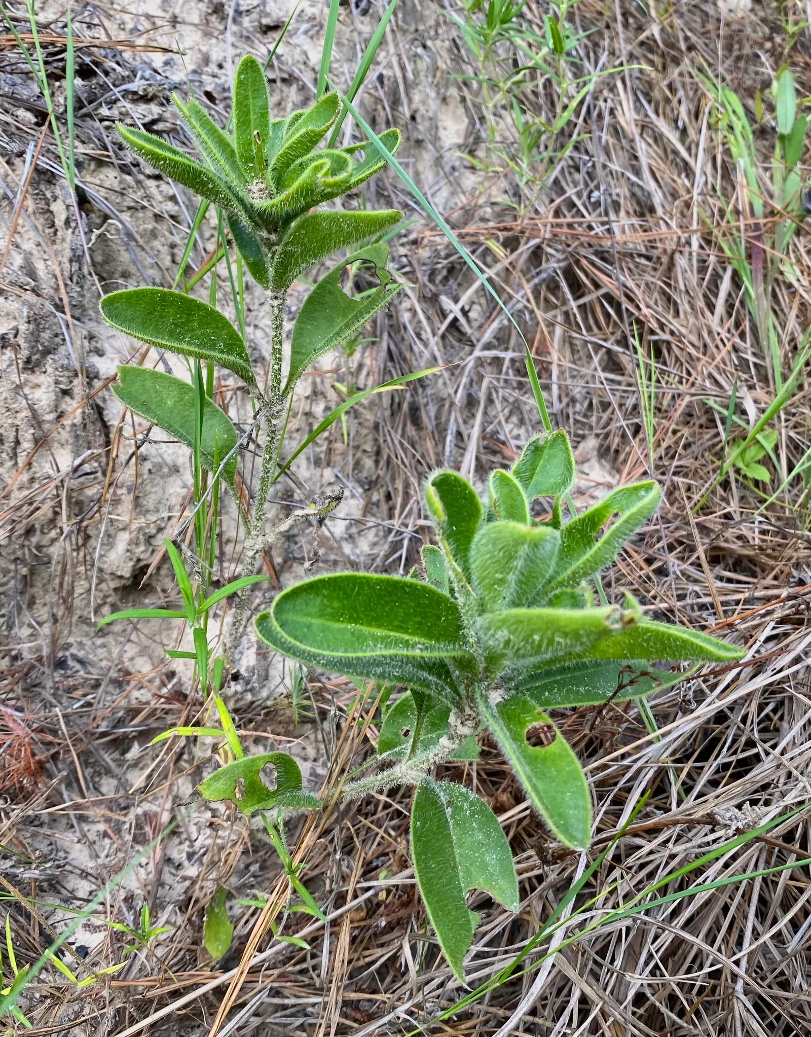 Tree Coreopsis (Coreopsis Gigantea) — From late winter to early spring