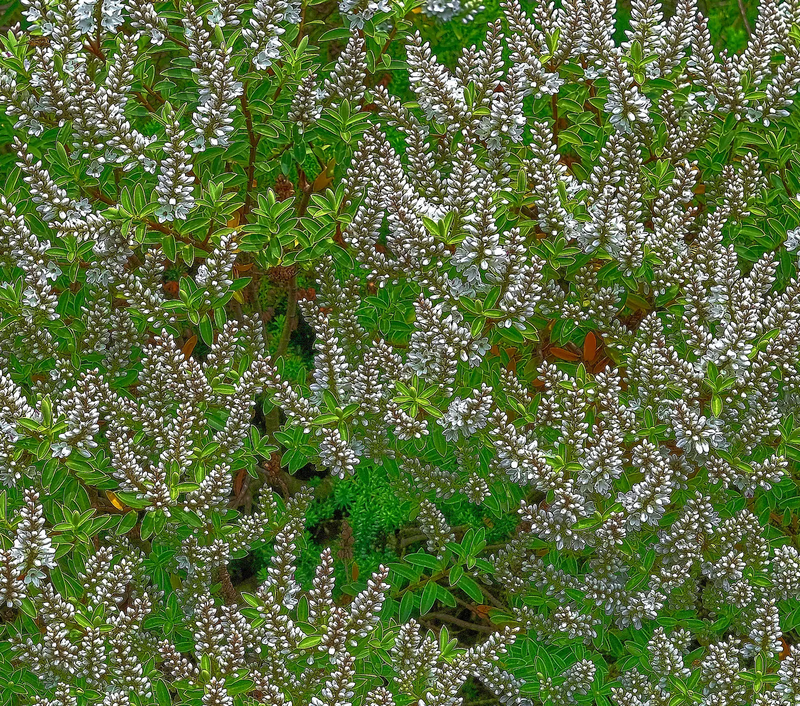 White Irish Heather (Daboecia Cantabrica Alba) — Ideal for rockeries, borders, and ground cover, it's also bee-friendly, enhancing ecological appeal