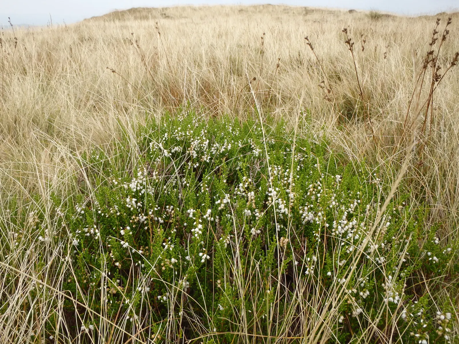 White Irish Heather (Daboecia Cantabrica Alba) — White Irish Heather (Daboecia cantabrica 'Alba')