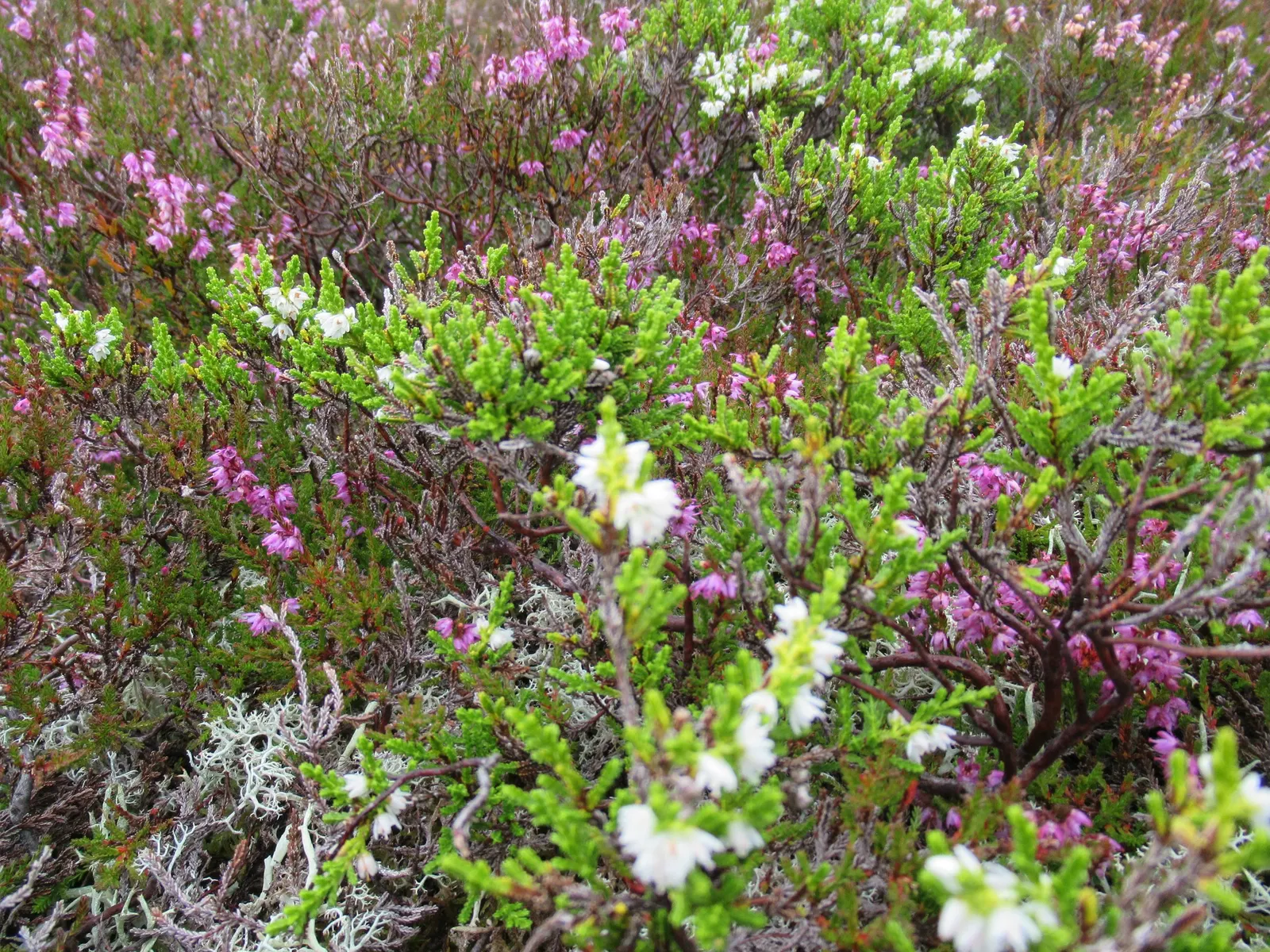White Irish Heather (Daboecia Cantabrica Alba) — adding texture to the landscape even when the plant is not in bloom