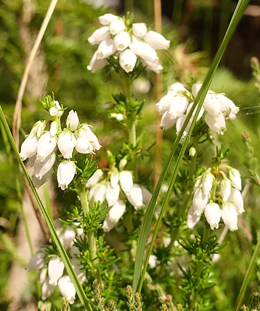 White Irish Heather (Daboecia Cantabrica Alba) — White Irish Heather, Daboecia cantabrica 'Alba', displays delicate bell-shaped flowers atop dark green foliage