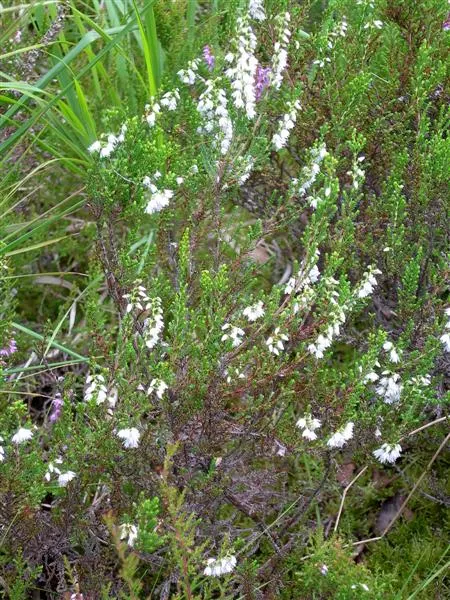 White Irish Heather (Daboecia Cantabrica Alba) — Thriving in acidic soil, it matures at 1-1.5 feet high with a similar spread