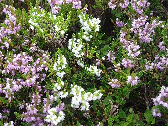 White Irish Heather (Daboecia Cantabrica Alba) — is an impeccable choice for adding year-round visual interest to gardens