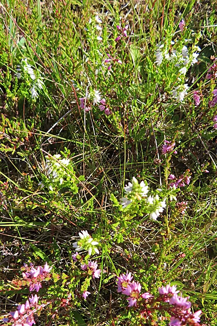 White Irish Heather (Daboecia Cantabrica Alba) — a striking sub-shrub native to the heathlands of Western Europe