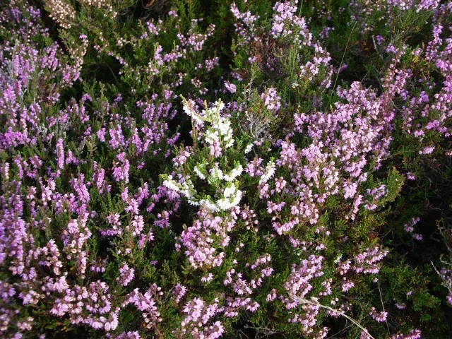White Irish Heather (Daboecia Cantabrica Alba) — making it an excellent candidate for borders