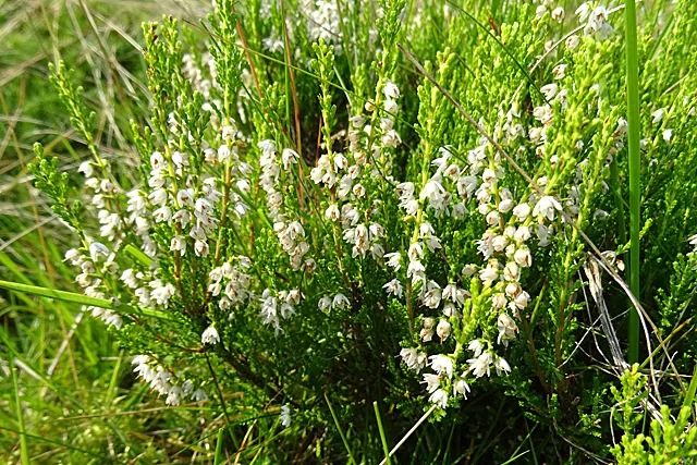 White Irish Heather (Daboecia Cantabrica Alba) — Hardy (USDA zones 5-8), it requires sun-partial shade and well-drained soil
