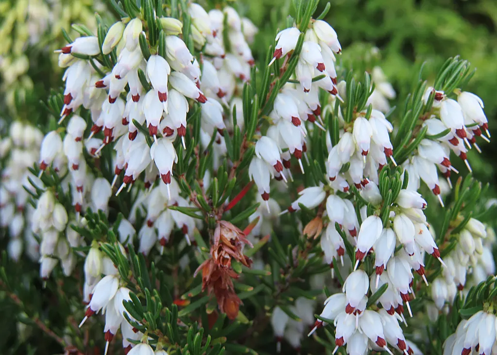 White Irish Heather (Daboecia Cantabrica Alba) — It typically reaches a compact size of 12 to 18 inches tall and 18 to 24 inches wide