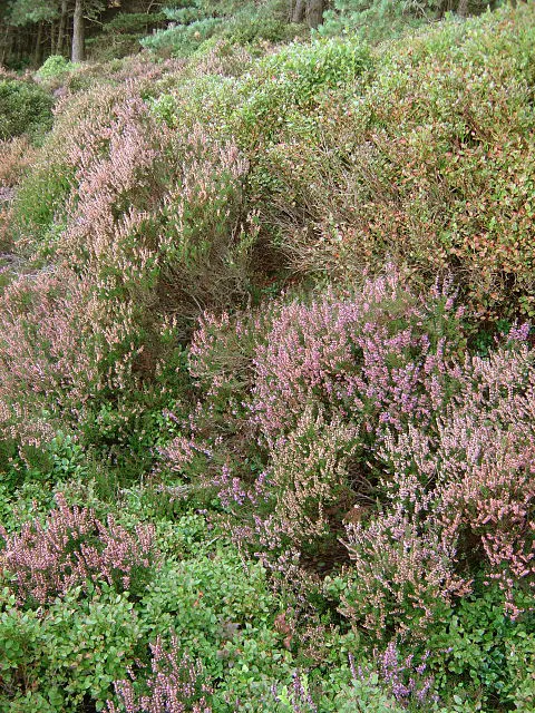 White Irish Heather (Daboecia Cantabrica Alba) — This evergreen adds four-season interest, peaking in summer-fall blooming