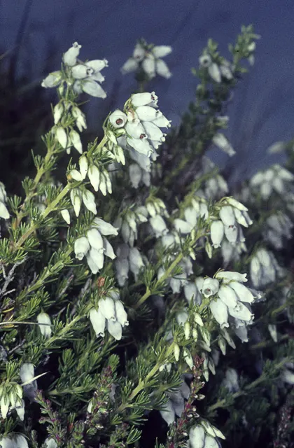 White Irish Heather (Daboecia Cantabrica Alba) — or as ground cover.<br><br>The evergreen leaves of White Irish Heather are narrow and leathery
