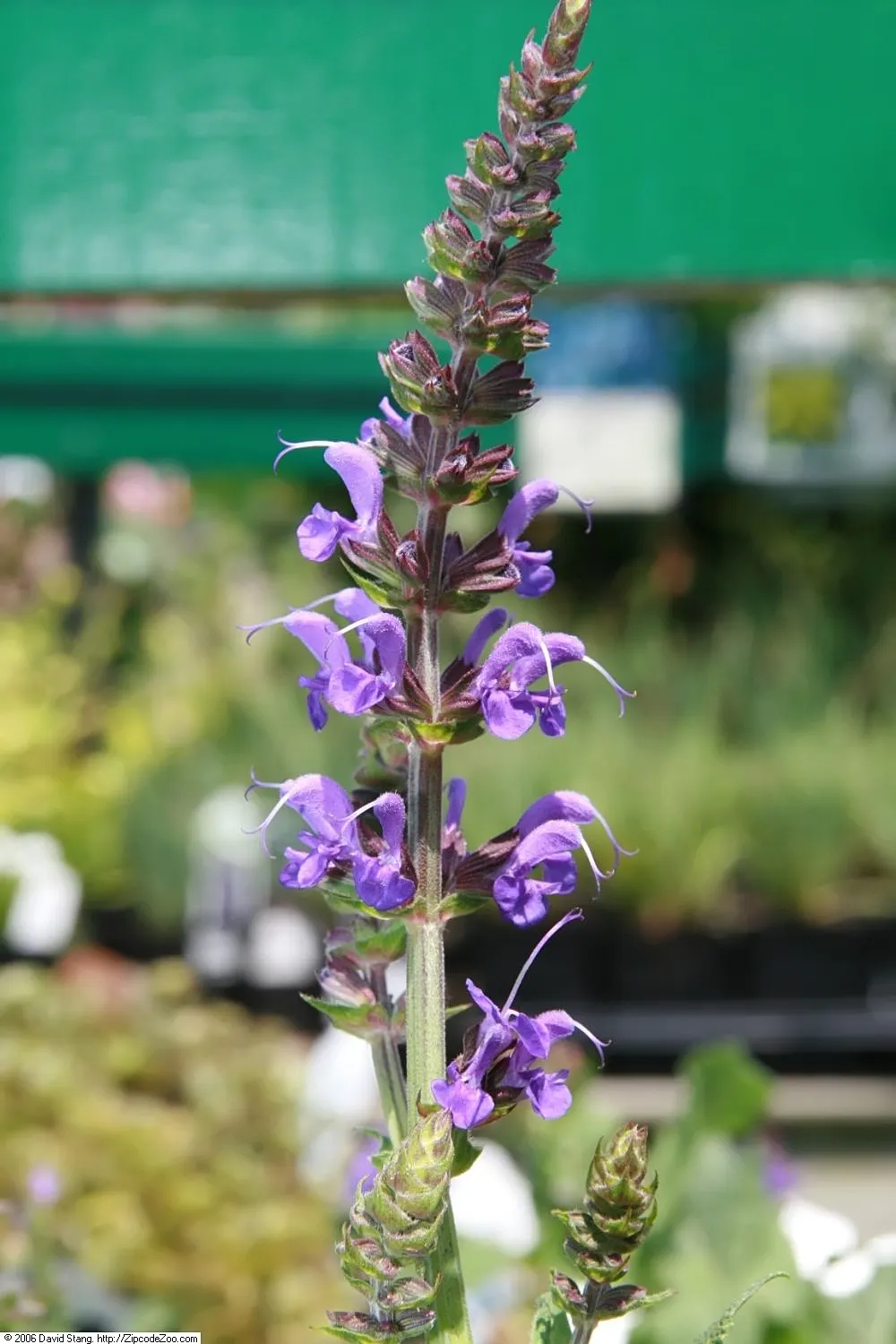 May Night Meadow Sage (Salvia X Sylvestris 'May Night') — while attracting pollinators like bees and butterflies to the landscape