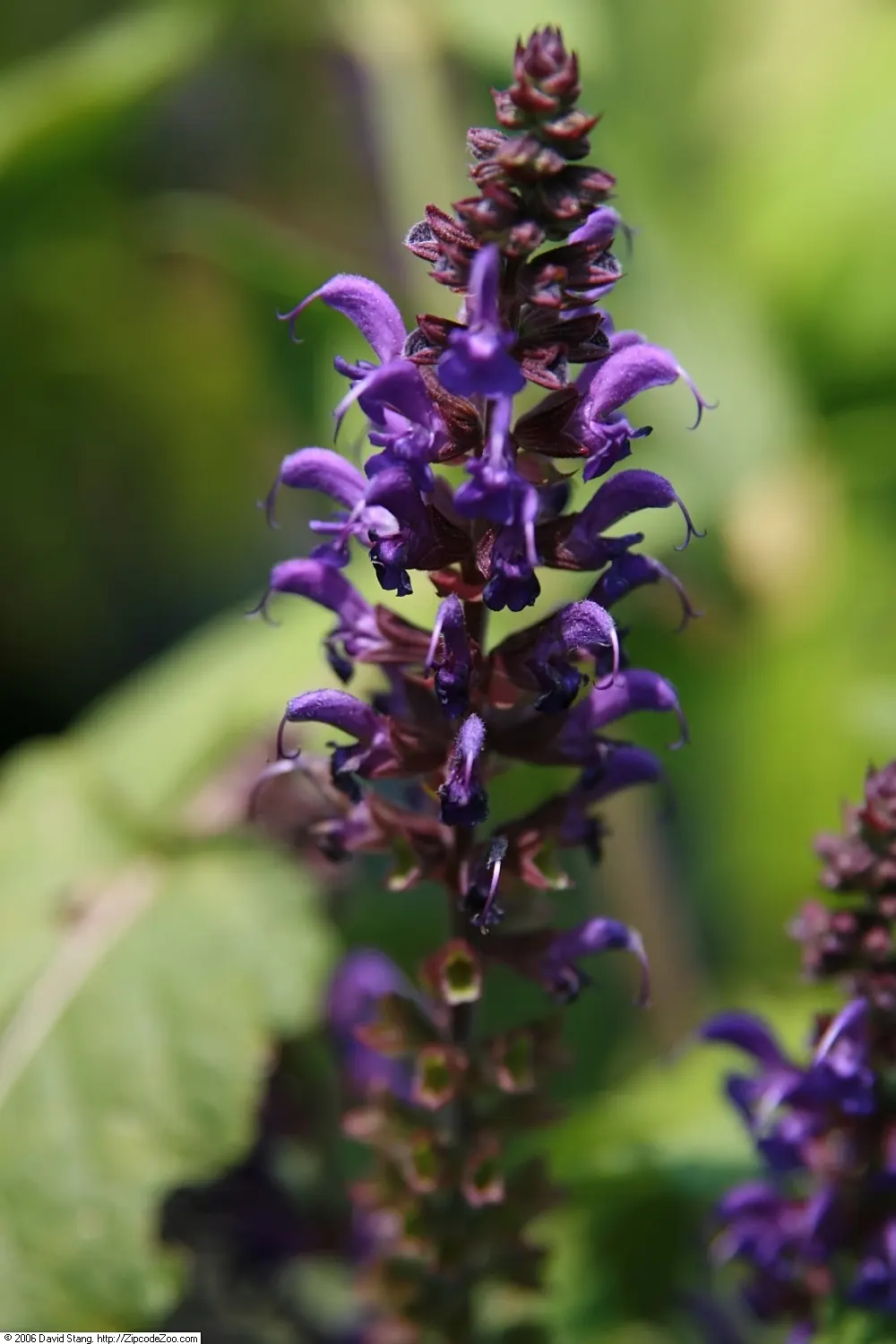 May Night Meadow Sage (Salvia X Sylvestris 'May Night') — is a captivating perennial that is renowned for both its aesthetic appeal and hardy nature