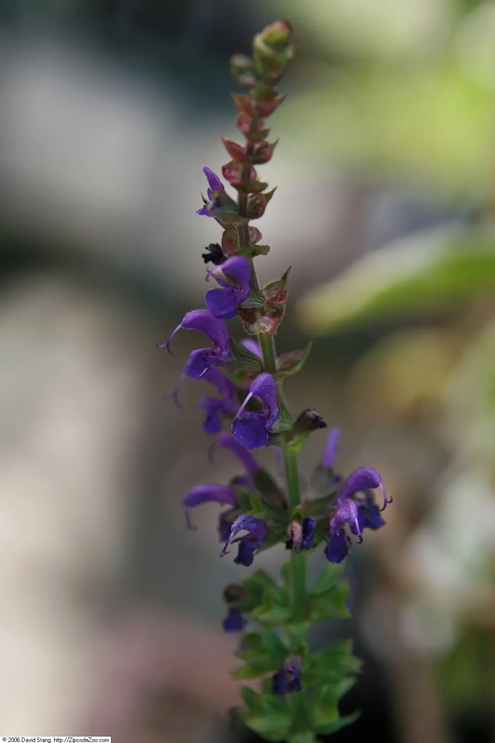 May Night Meadow Sage (Salvia X Sylvestris 'May Night') — reaching 18-24 inches in height with a 12-18 inch spread