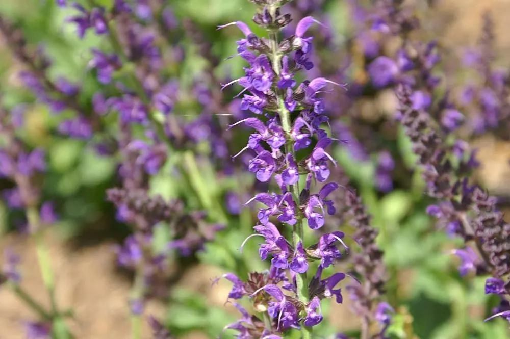 May Night Meadow Sage (Salvia X Sylvestris 'May Night') — also commonly known as May Night Meadow Sage