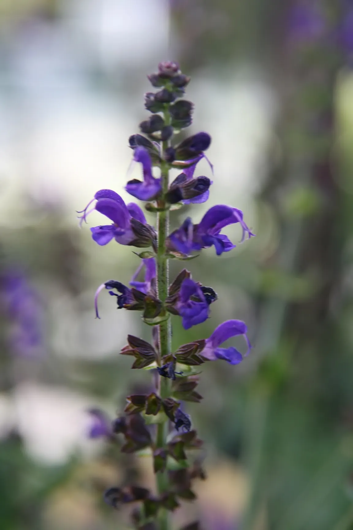 May Night Meadow Sage (Salvia X Sylvestris 'May Night') — making it a stellar choice for your landscape design