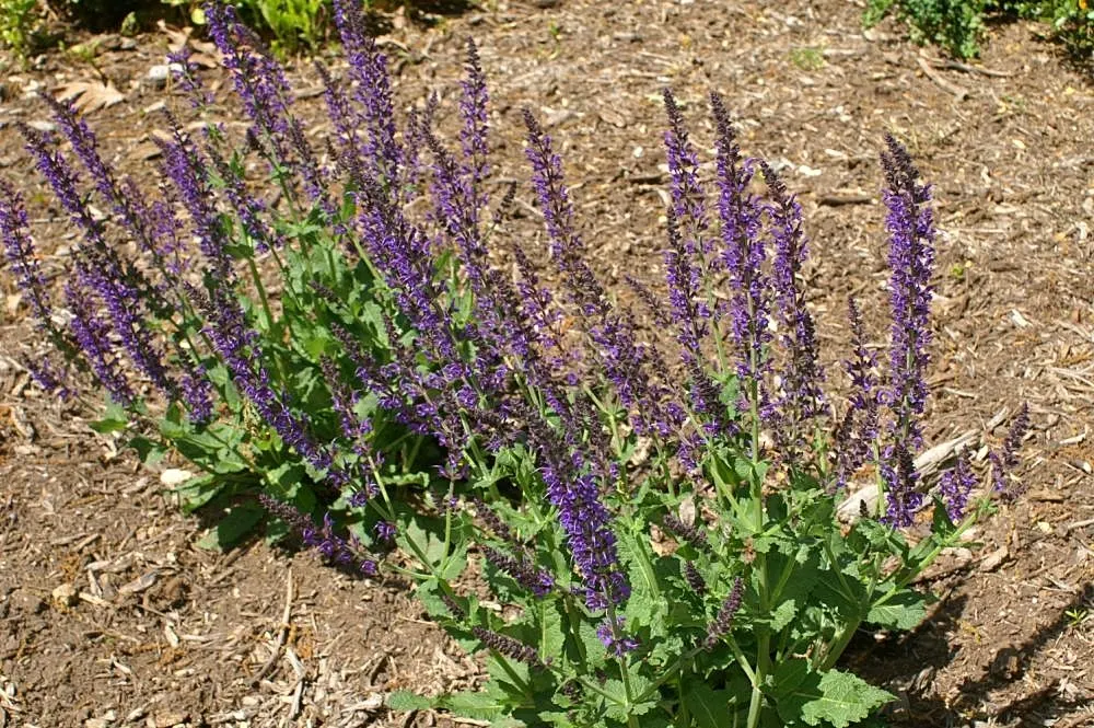 May Night Meadow Sage (Salvia X Sylvestris 'May Night') — This cultivar boasts striking spikes of deep indigo to violet flowers