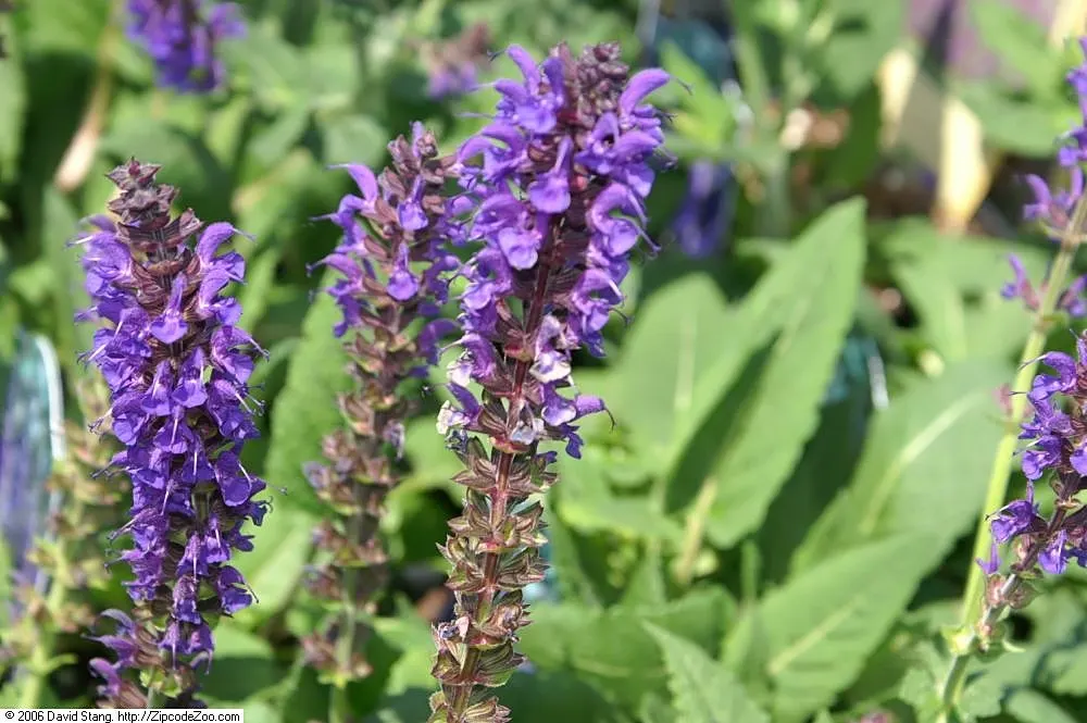 May Night Meadow Sage (Salvia X Sylvestris 'May Night') — adding both vertical interest and vibrant color