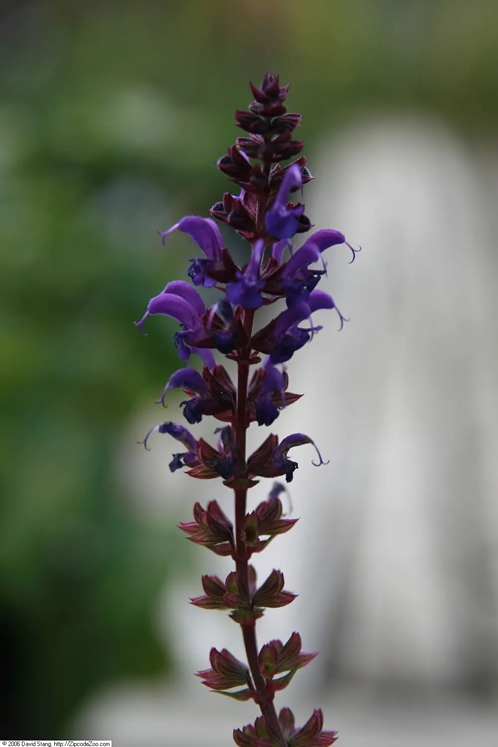 May Night Meadow Sage (Salvia X Sylvestris 'May Night') — bloom profusely in late spring to early summer