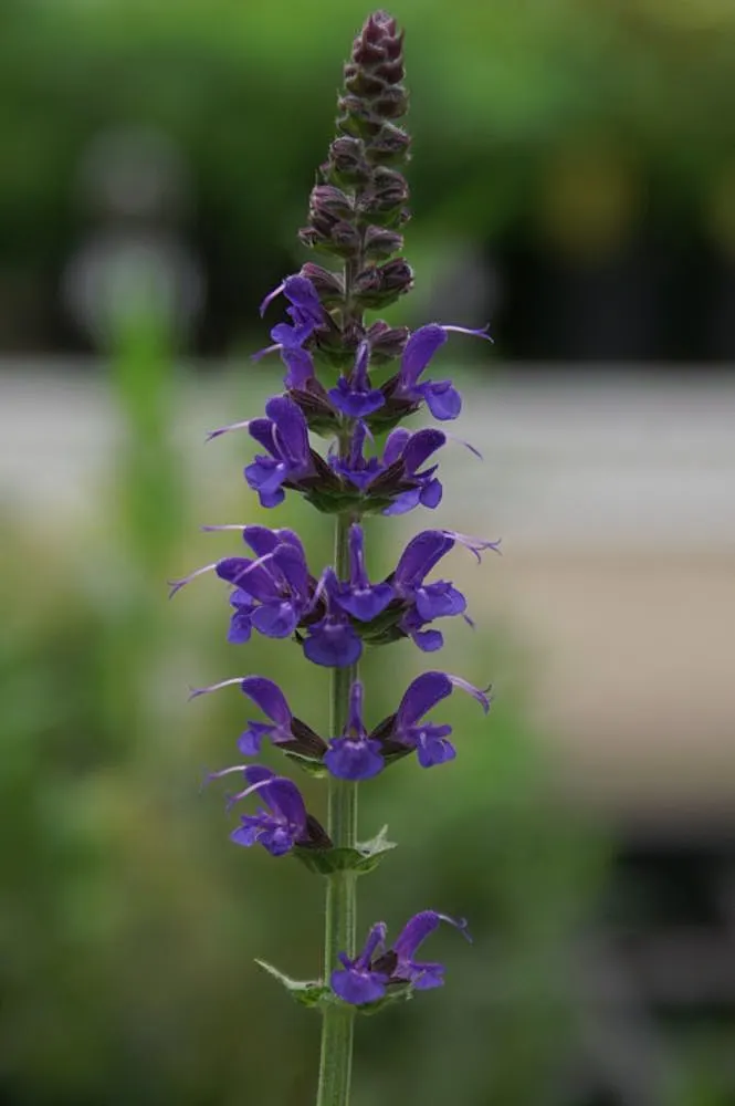 May Night Meadow Sage (Salvia X Sylvestris 'May Night') — which rise approximately 18 to 24 inches above its foliage