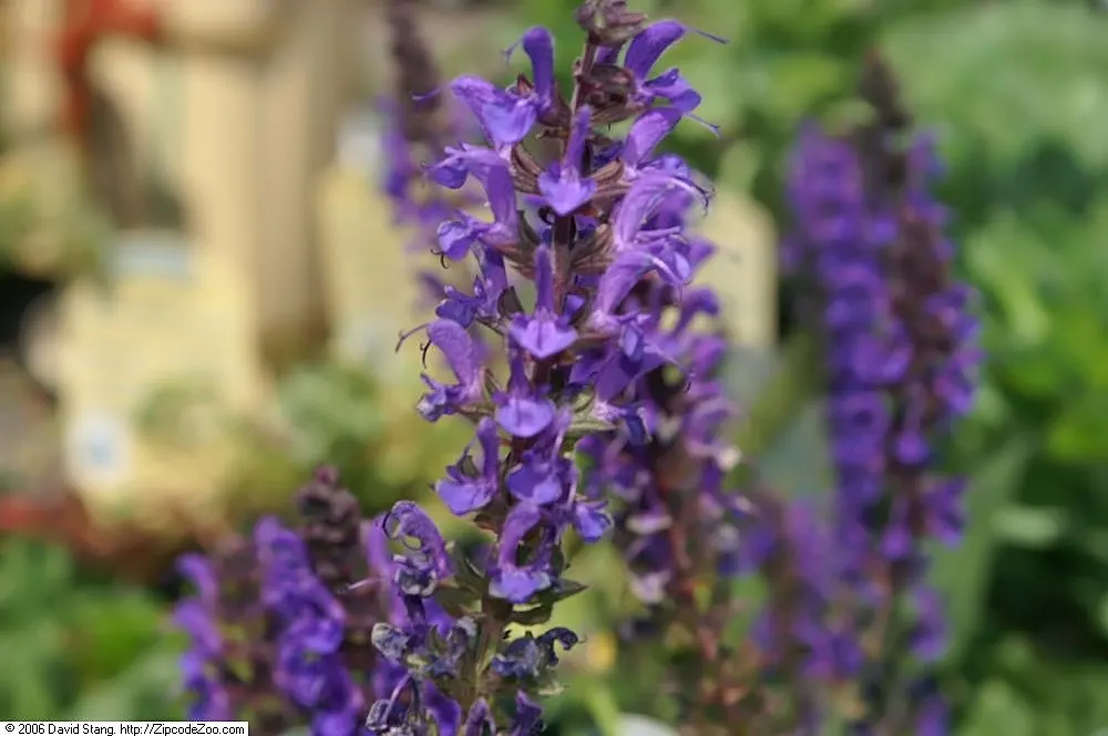 May Night Meadow Sage (Salvia X Sylvestris 'May Night') — This plant prefers well-drained soil and full sun
