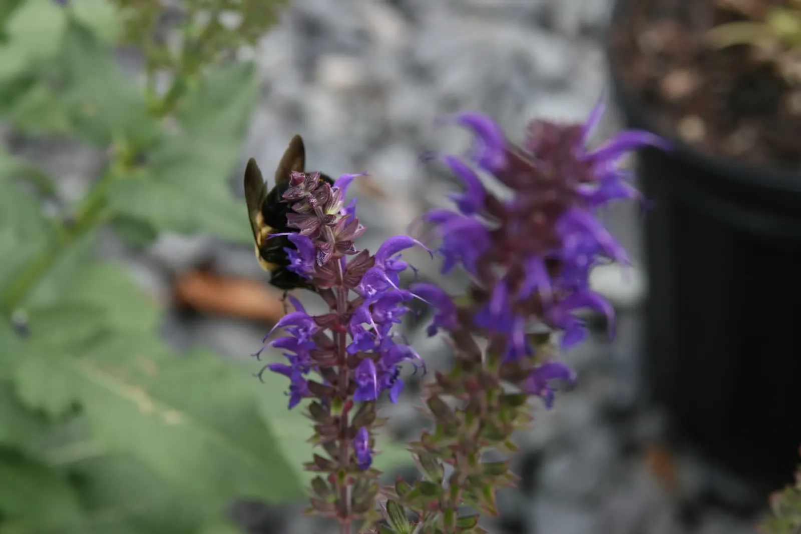 May Night Meadow Sage (Salvia X Sylvestris 'May Night') — thrives as a perennial standout in USDA zones 4-9