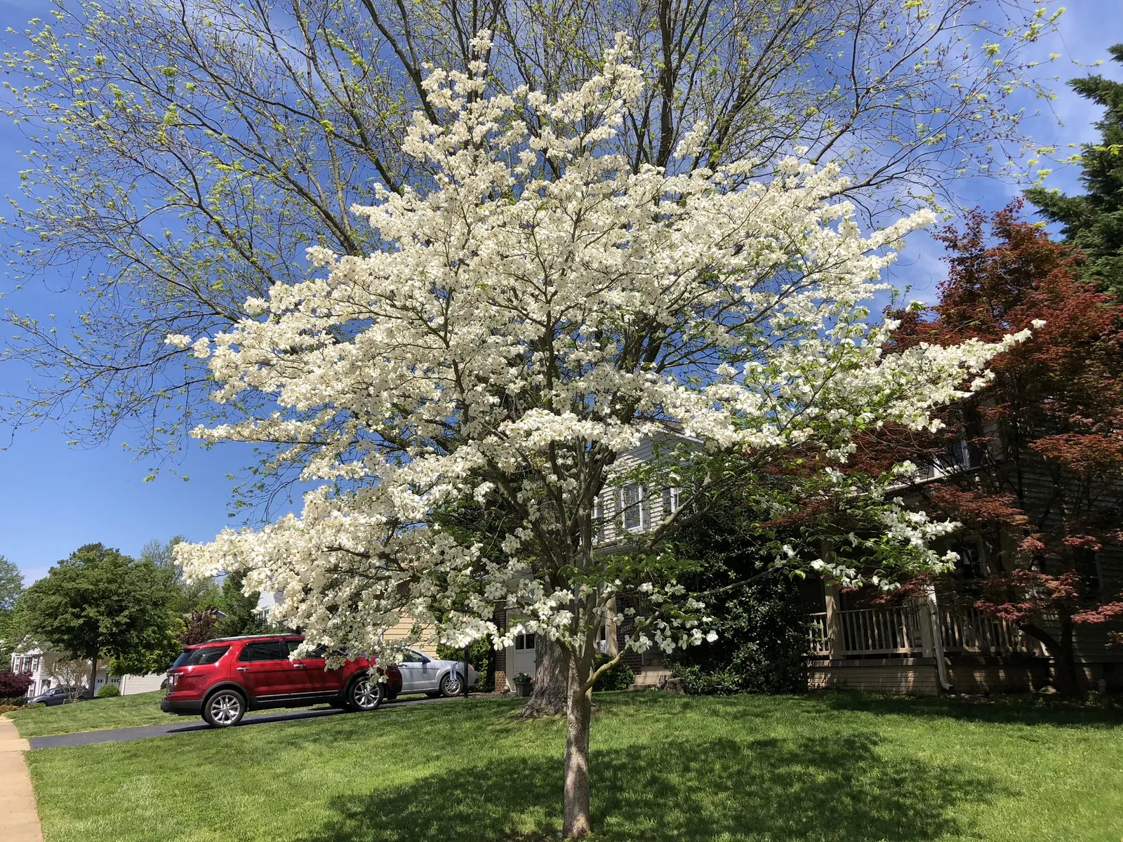 White Flowering Dogwood (Cornus Florida 'Alba') — this specimen presents a balanced