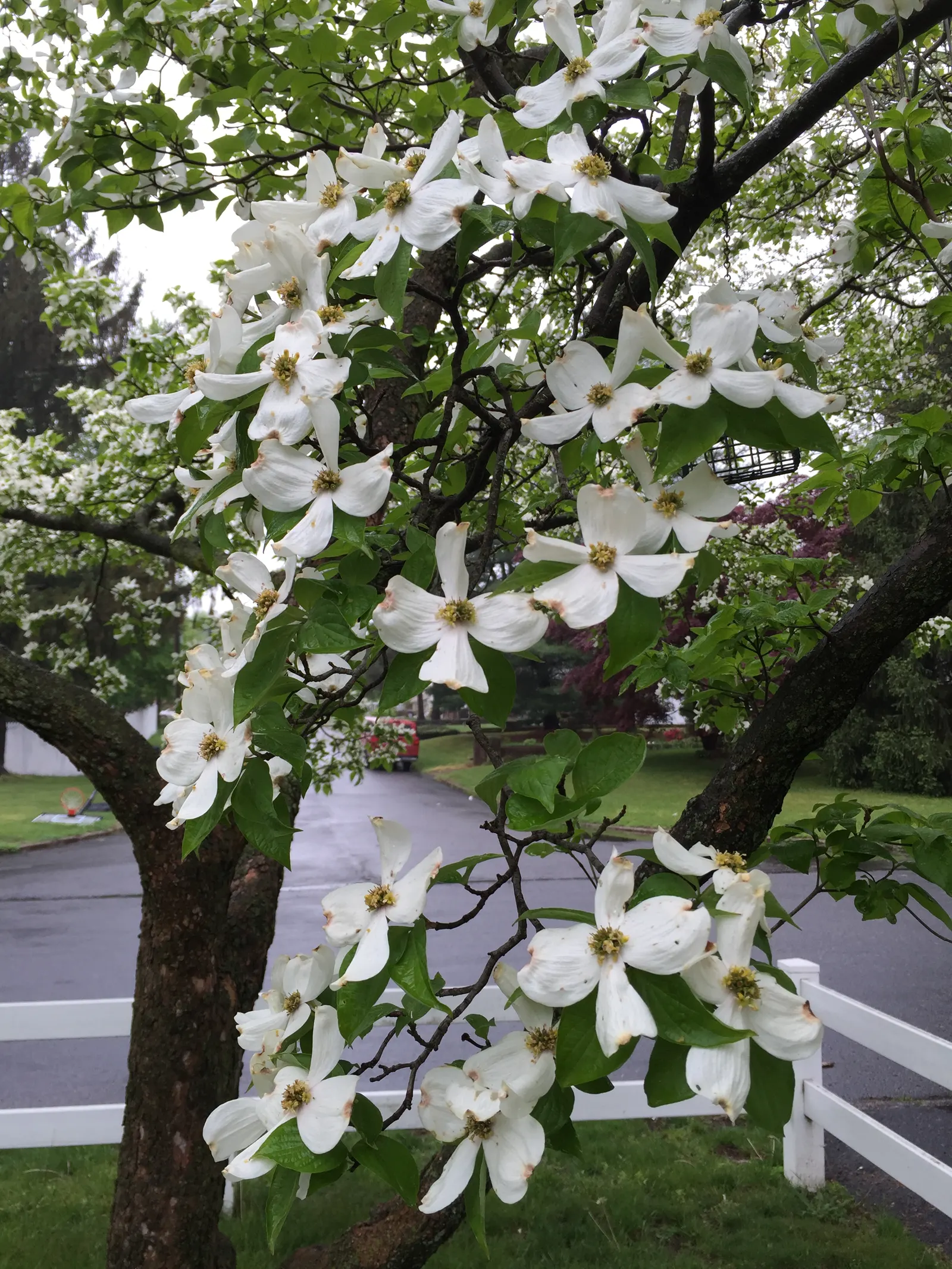White Flowering Dogwood (Cornus Florida 'Alba') — the dogwood's leaves transition to a rich palette of reds and purples
