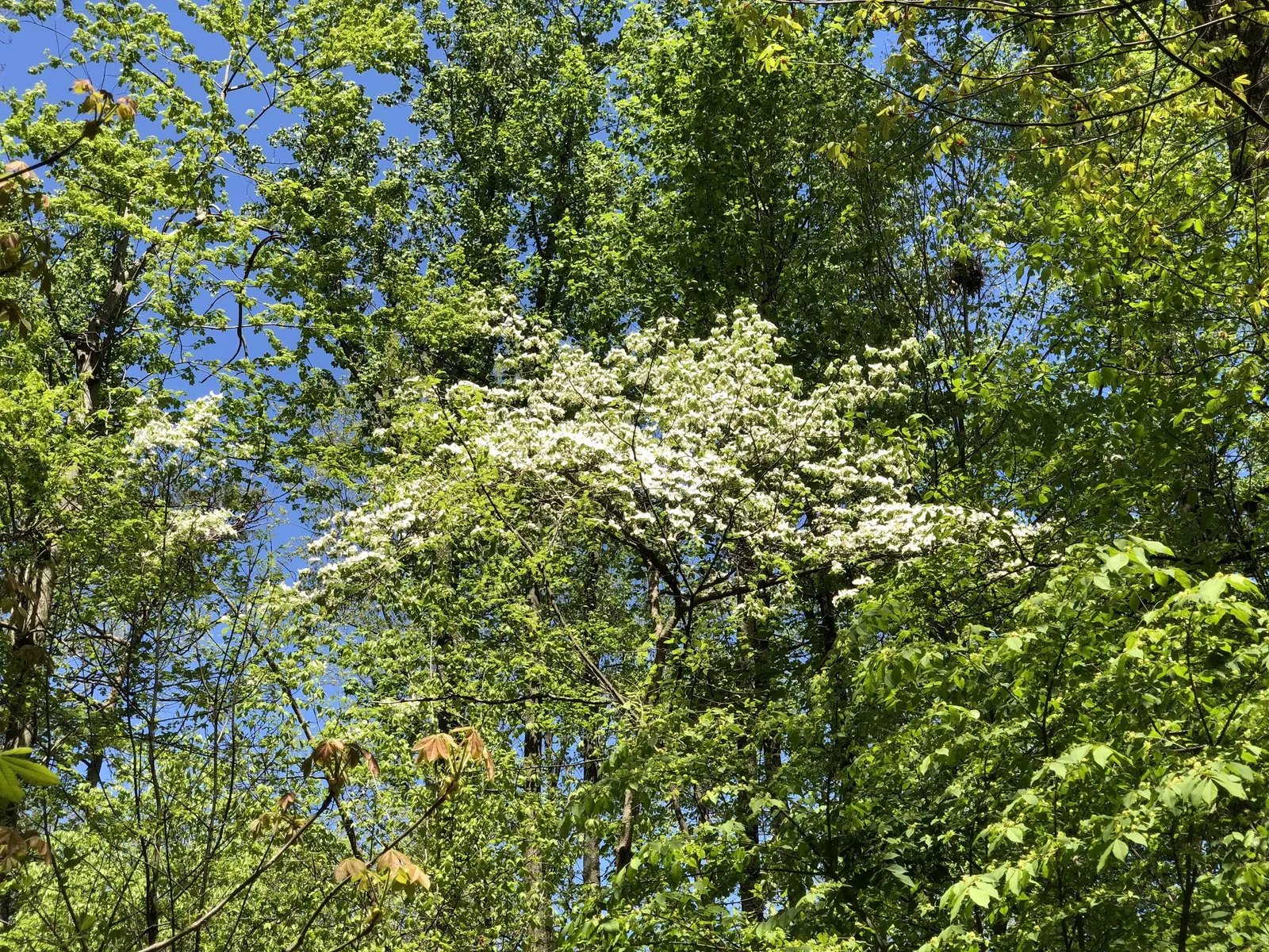 White Flowering Dogwood (Cornus Florida 'Alba') — The White Flowering Dogwood (Cornus florida 'Alba') is a cherished deciduous tree