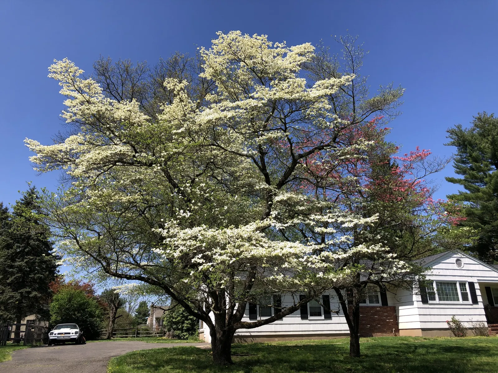 White Flowering Dogwood (Cornus Florida 'Alba') — as well as providing organic nutrients as it decomposes