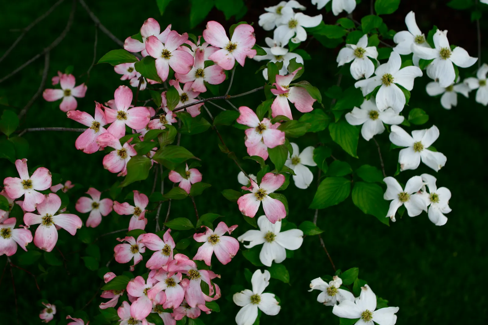 White Flowering Dogwood (Cornus Florida 'Alba') — scientifically termed Cornus florida 'Alba'
