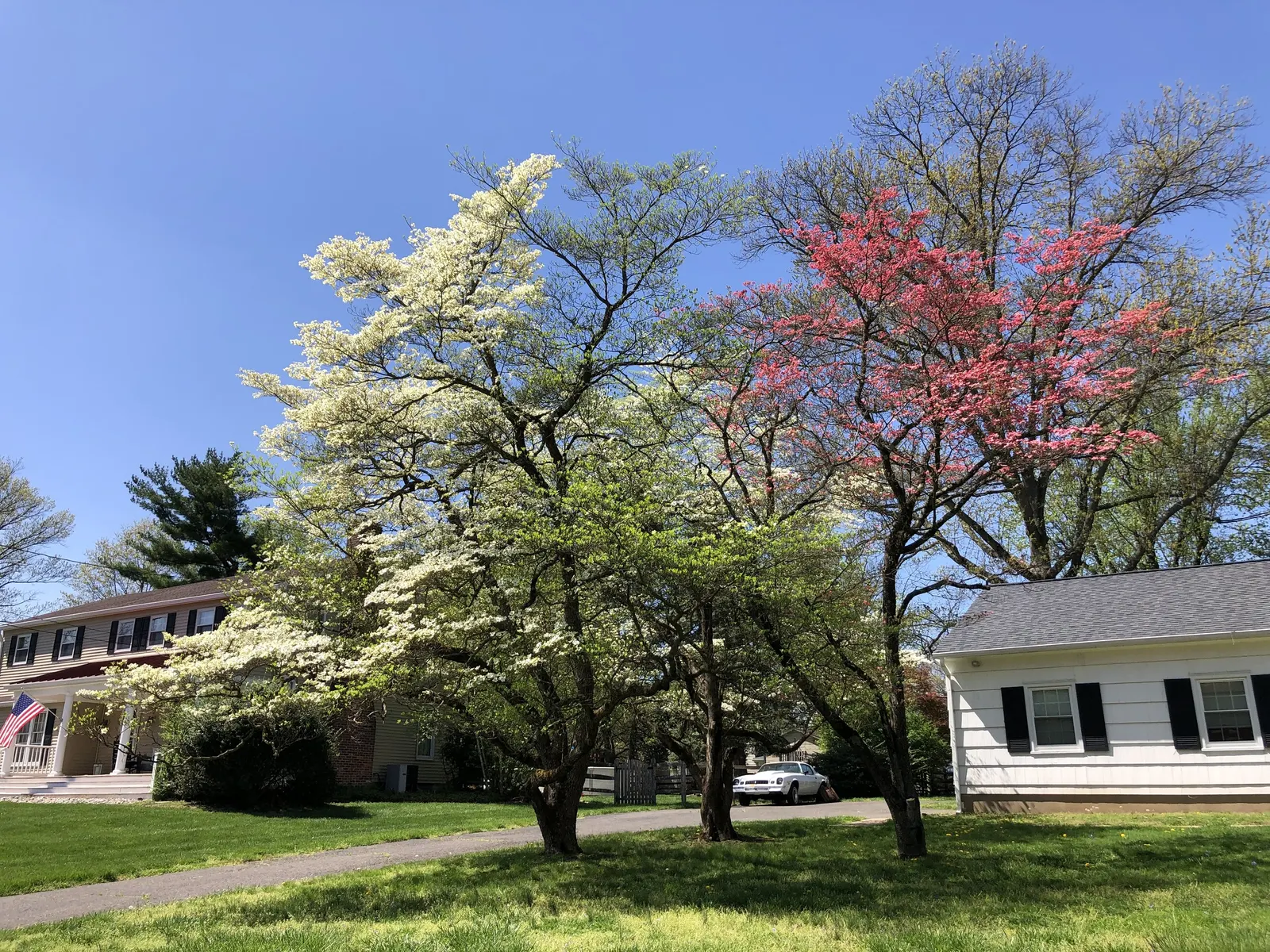 White Flowering Dogwood (Cornus Florida 'Alba') — contributing to the biodiversity of the landscape.<br><br>Preferred for its four-season interest
