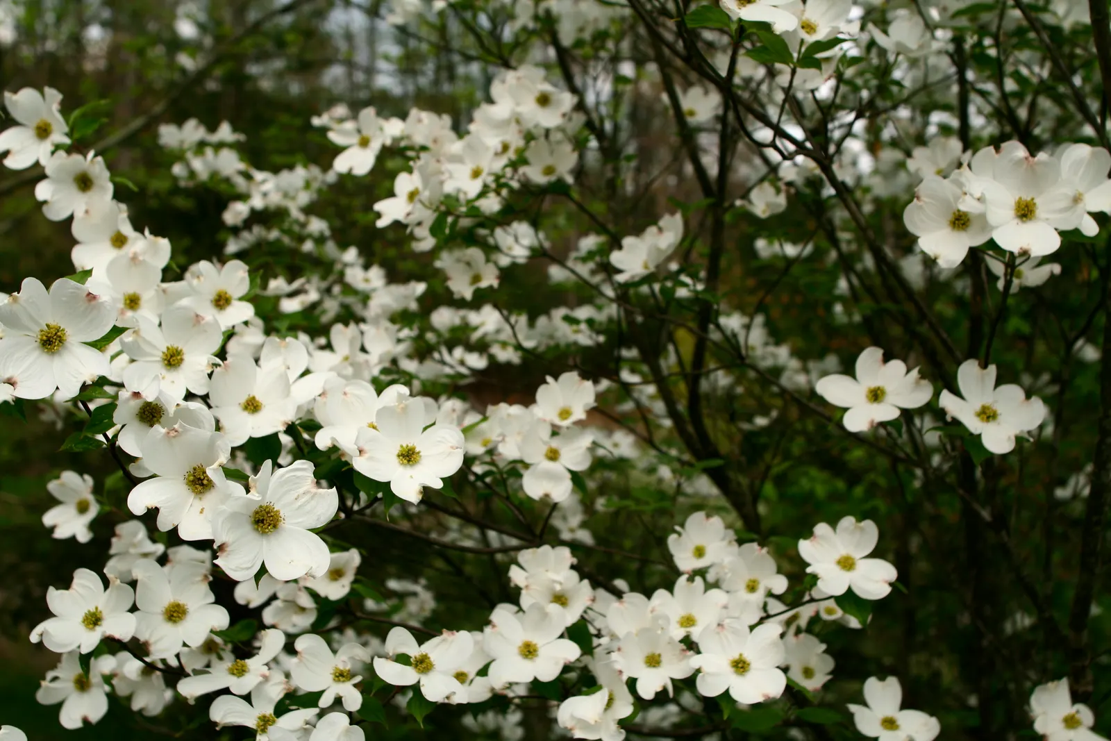 White Flowering Dogwood (Cornus Florida 'Alba') — Pruning is minimal, mainly to remove crossing or damaged limbs or to shape the tree as desired