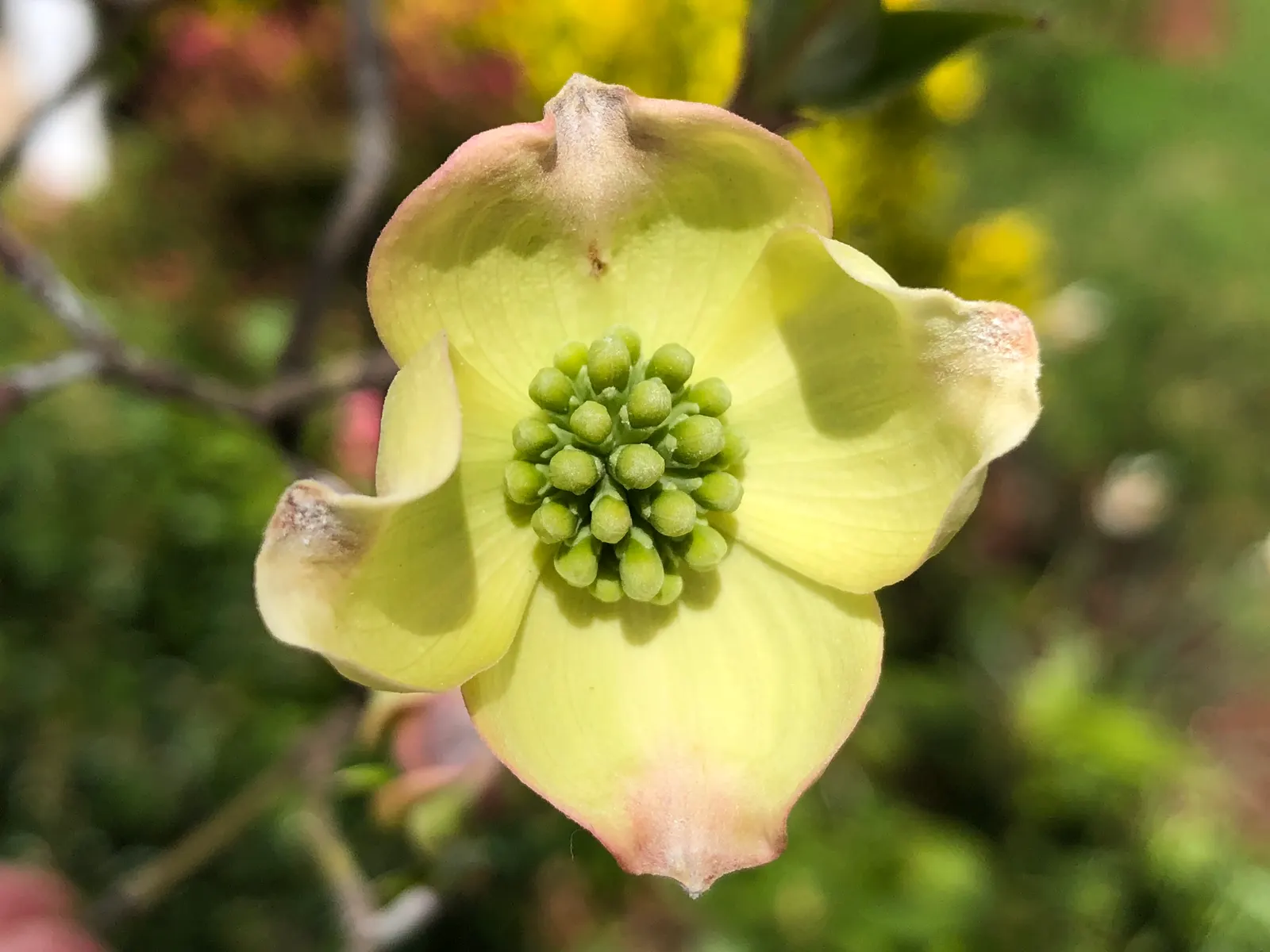 White Flowering Dogwood (Cornus Florida 'Alba') — acidic soil with moderate moisture
