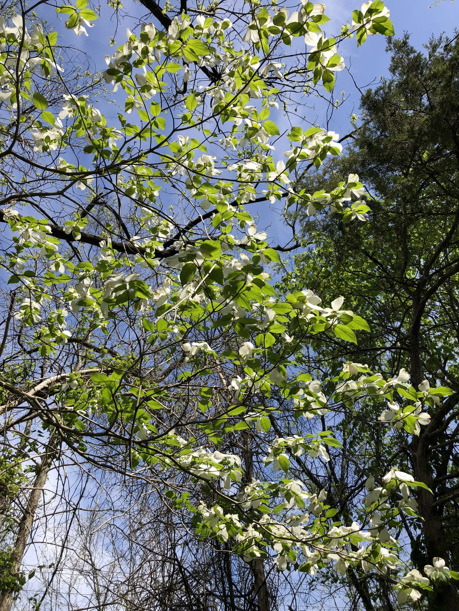 White Flowering Dogwood (Cornus Florida 'Alba') — accompanied by bright red berries that can attract various bird species