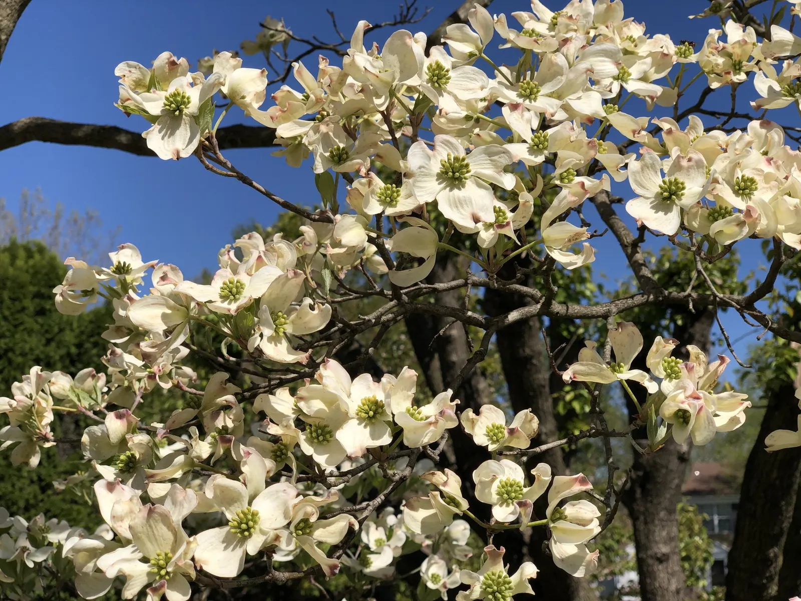 White Flowering Dogwood (Cornus Florida 'Alba') — tree with white blooms