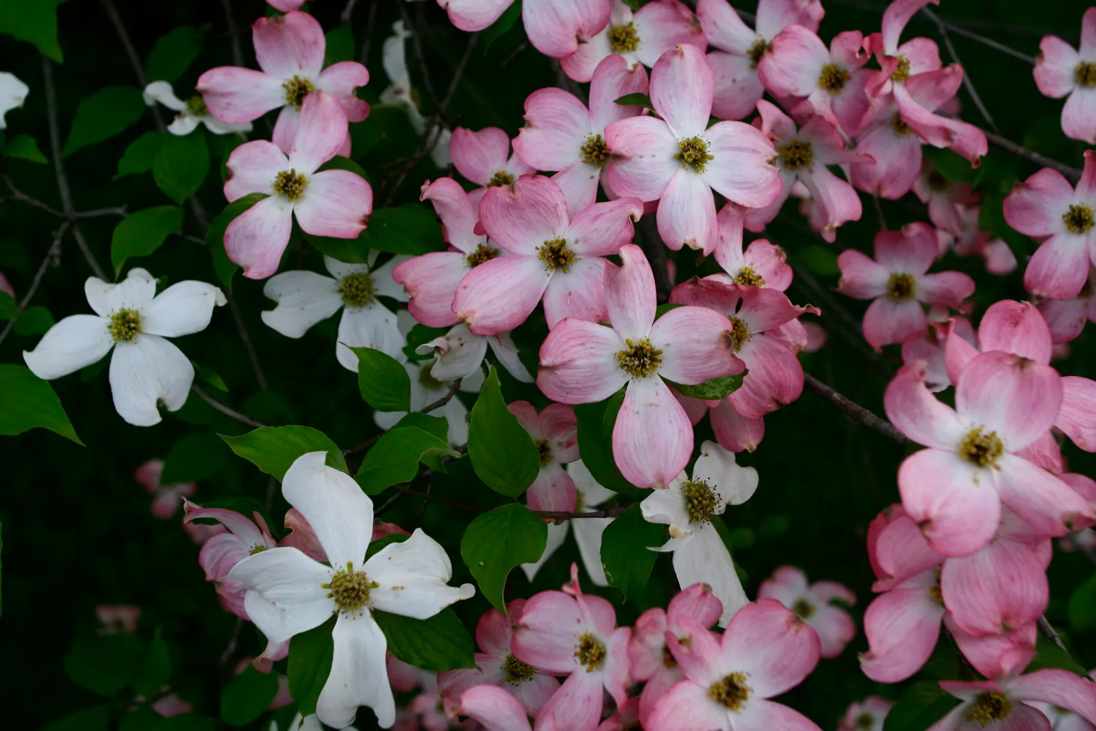 White Flowering Dogwood (Cornus Florida 'Alba') — preferring well-drained soil and partial shade to full sun