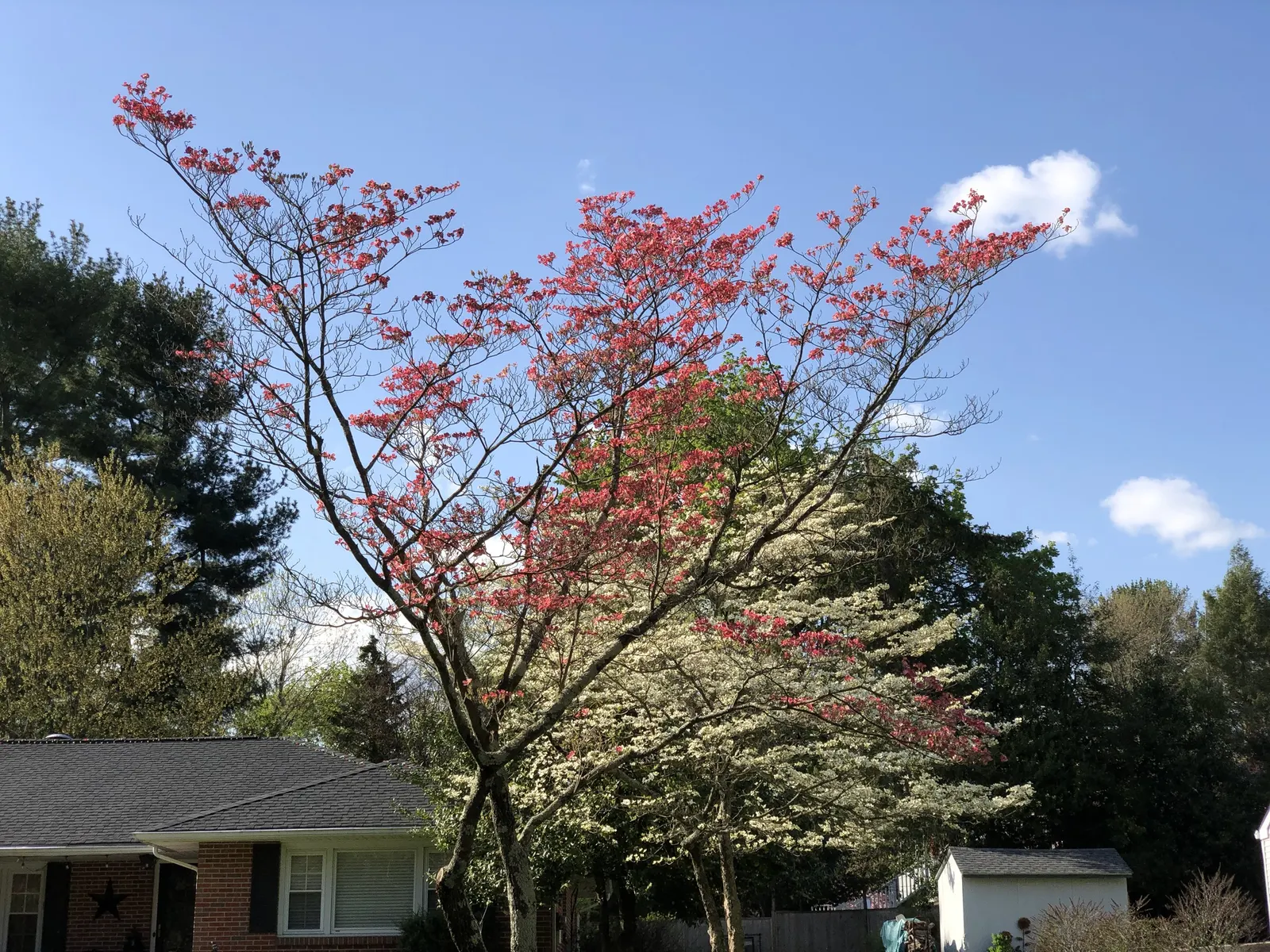 White Flowering Dogwood (Cornus Florida 'Alba') — proper care and siting can mitigate many common issues.<br><br>At planting time